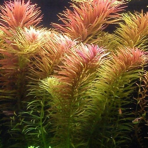 Limnophila Aromatica Kubek 5cm in vitro Piękna