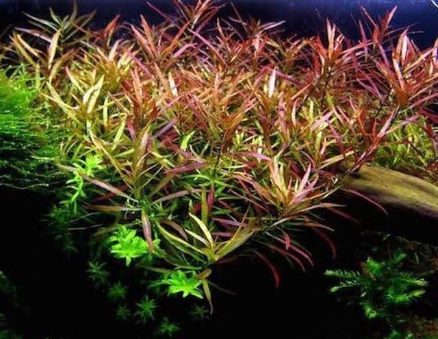 Ludwigia Arcuata In Vitro Kubek 5cm Piękna