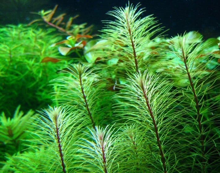 Rotala Sp Vietnam Kubek 5cm in vitro Piękna