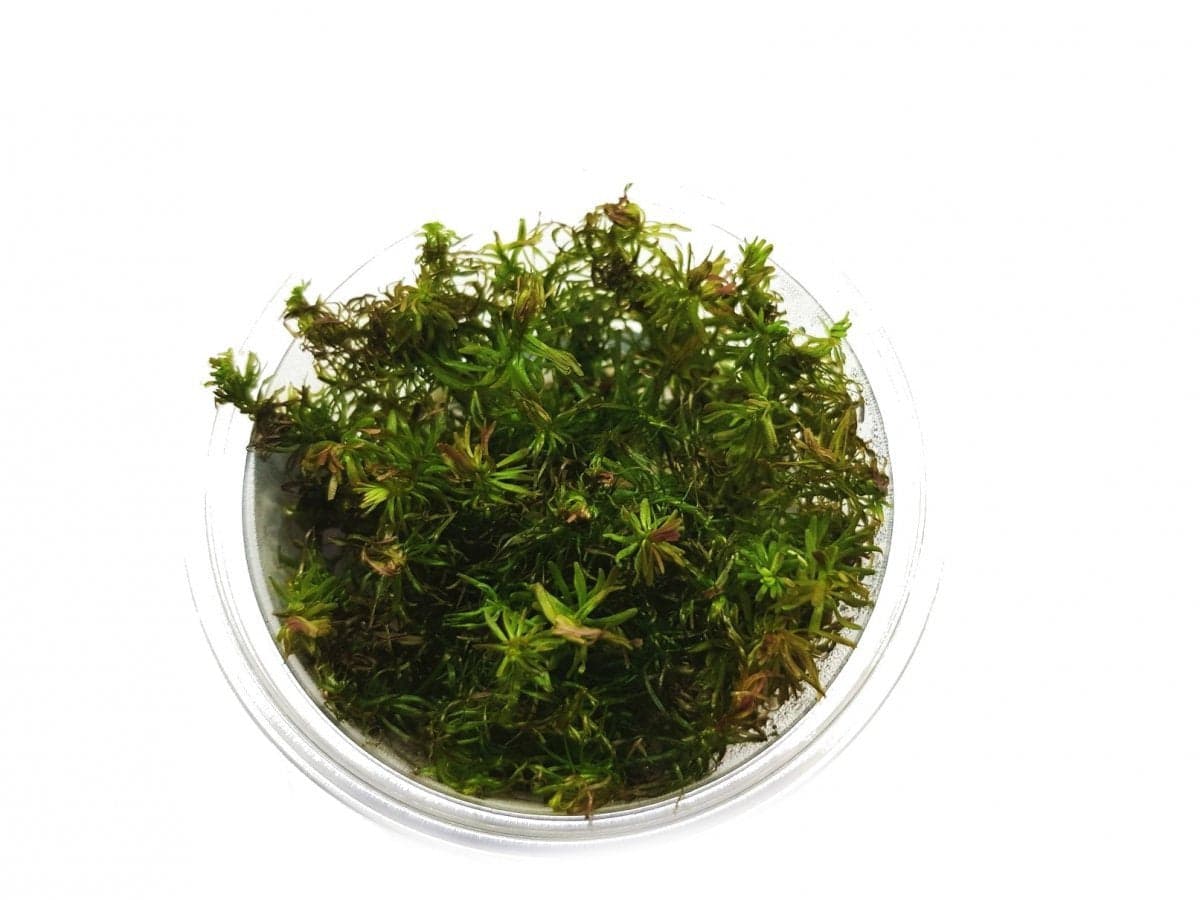 Rotala Walichii Kubek 5cm in vitro Piękna