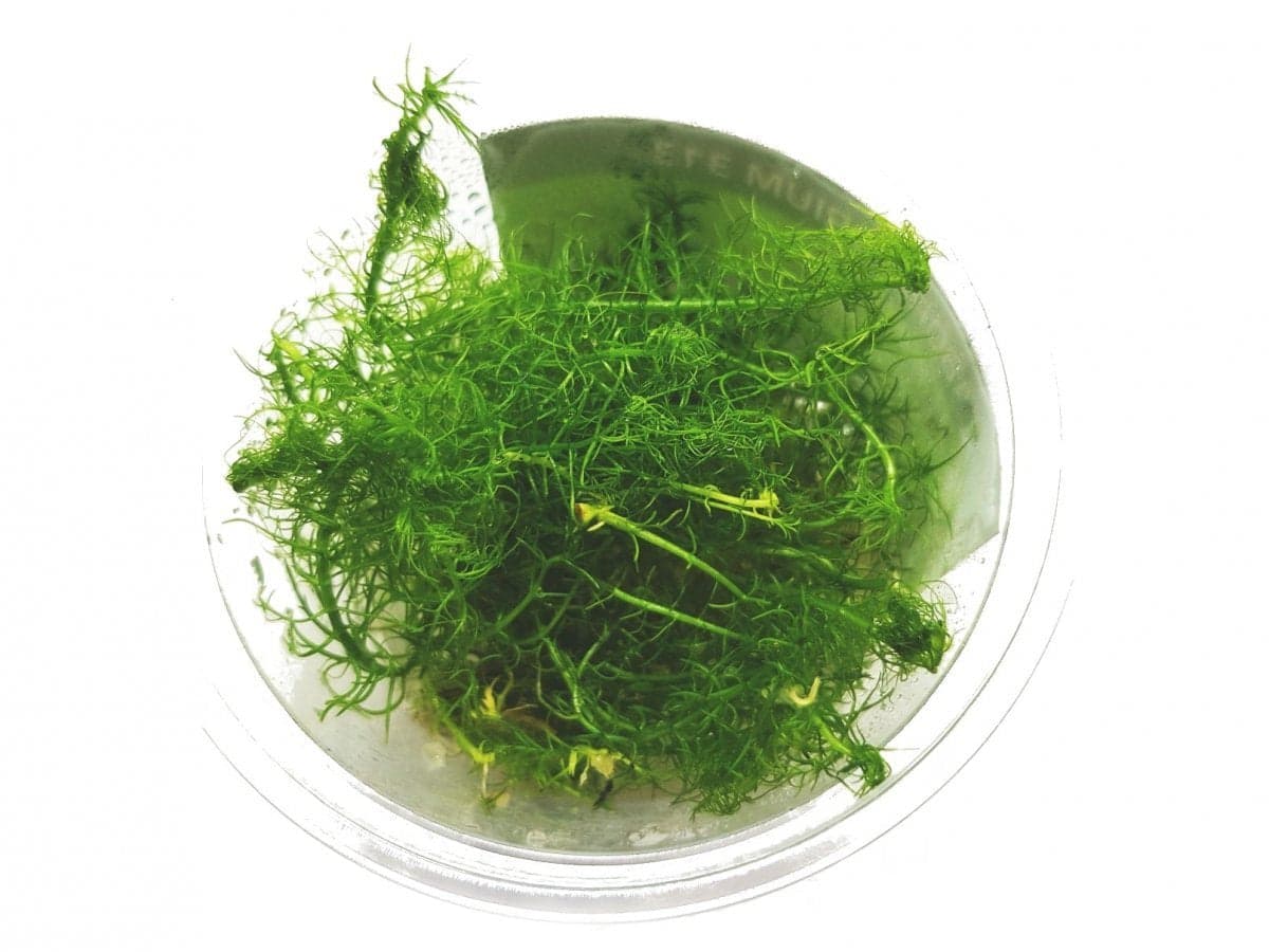 Bacopa Myriophyloides Okółkowa Kubek 5cm in vitro