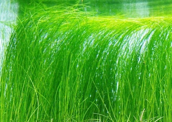 Eleocharis Vivipara Ponikło Żyworodne Kubek 5cm in vitro