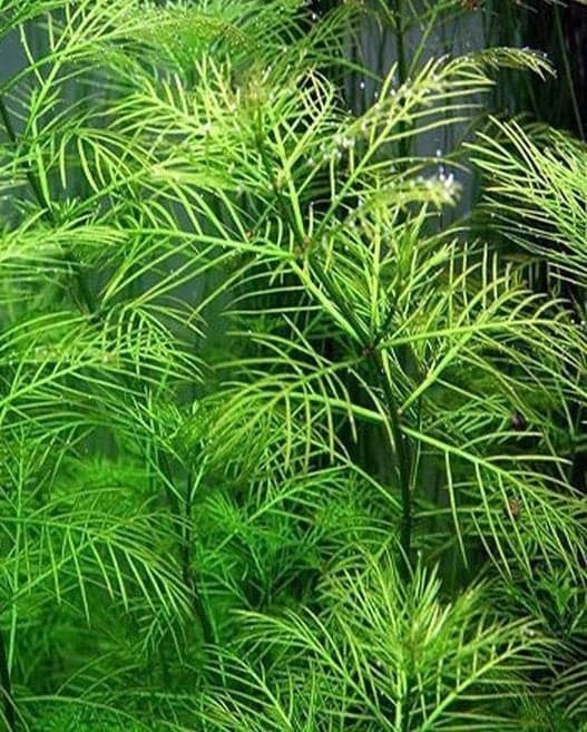 Myriophyllum Mattogrossense Kubek 5cm In Vitro Piękny