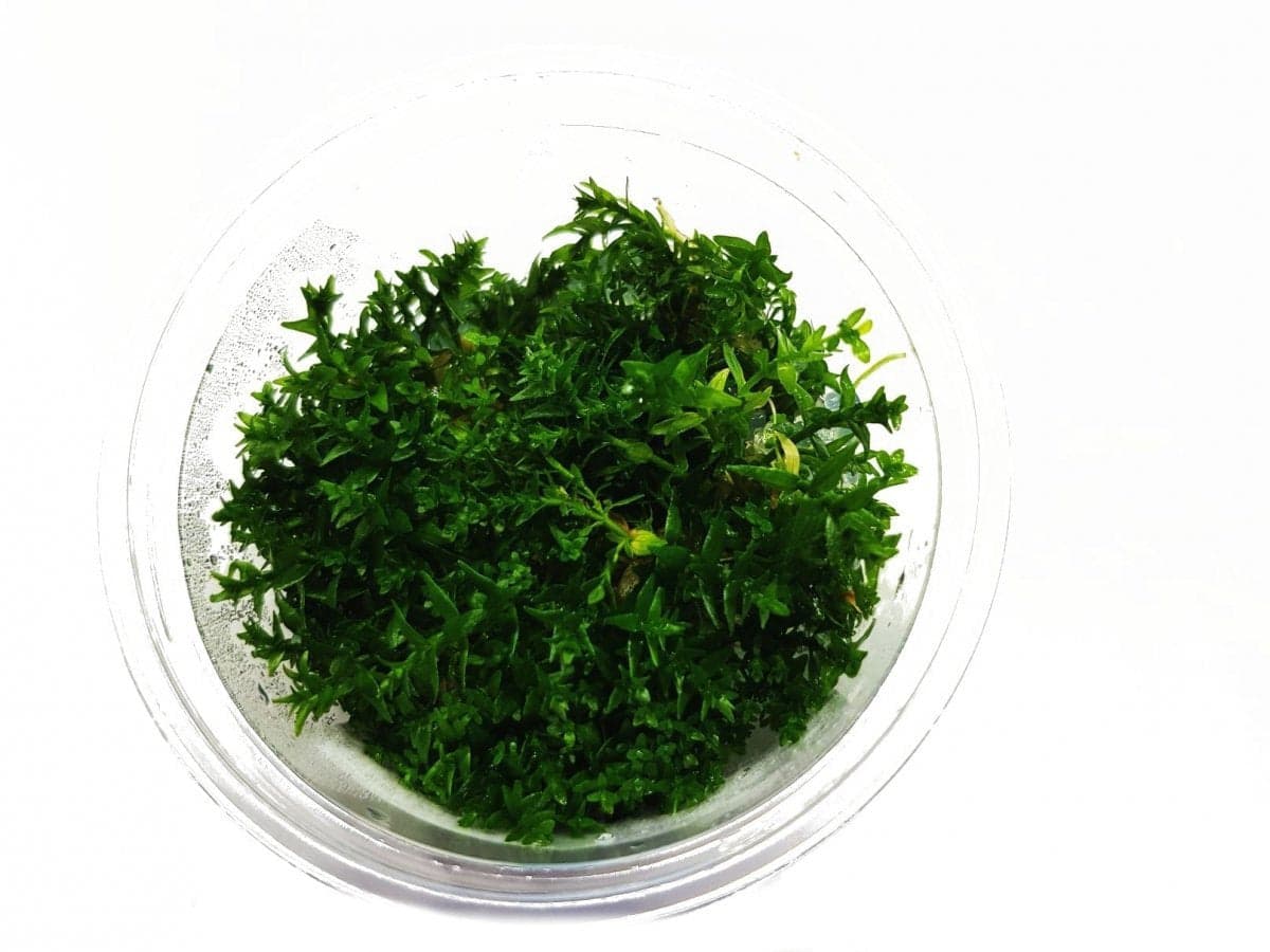 Gratiola Viscidula Kubek 5cm Piękna in vitro