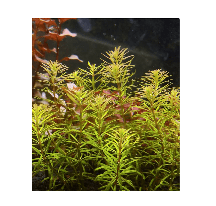 Rotala Mexicana Bangladesh Mały Kubek 5cm In Vitro