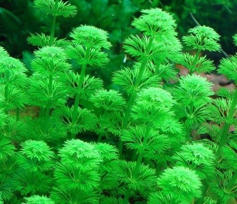 Limnophila Sessiliflora Kubek 5cm In Vitro Piękna