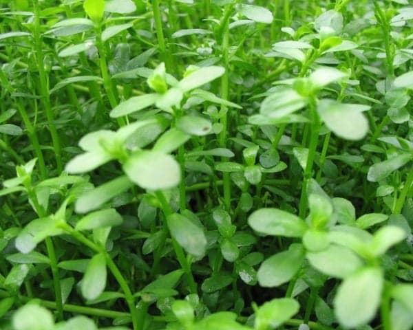 Bacopa Monnieri Drobnolistna Kubek 5cm in vitro