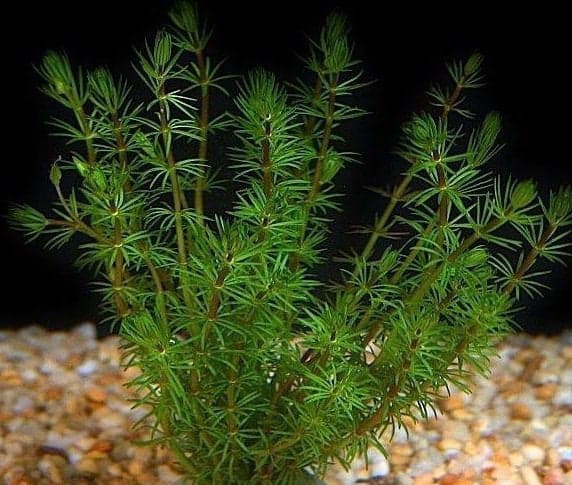 Bacopa Myriophyloides Okółkowa Kubek 5cm in vitro